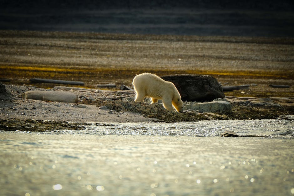 Crafting Tailored Polar Bear Safaris for Affluent Travelers
